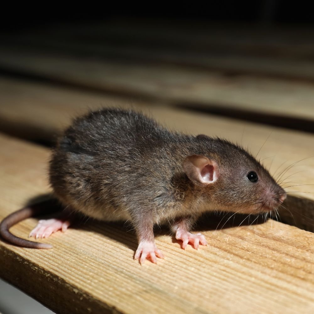 Rodent Control & Extermination