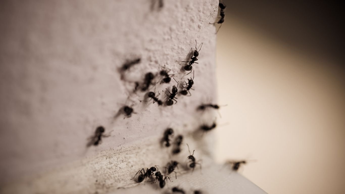 Carpenter Pest Control in Ajman Carpenter Pest Control in Ajman