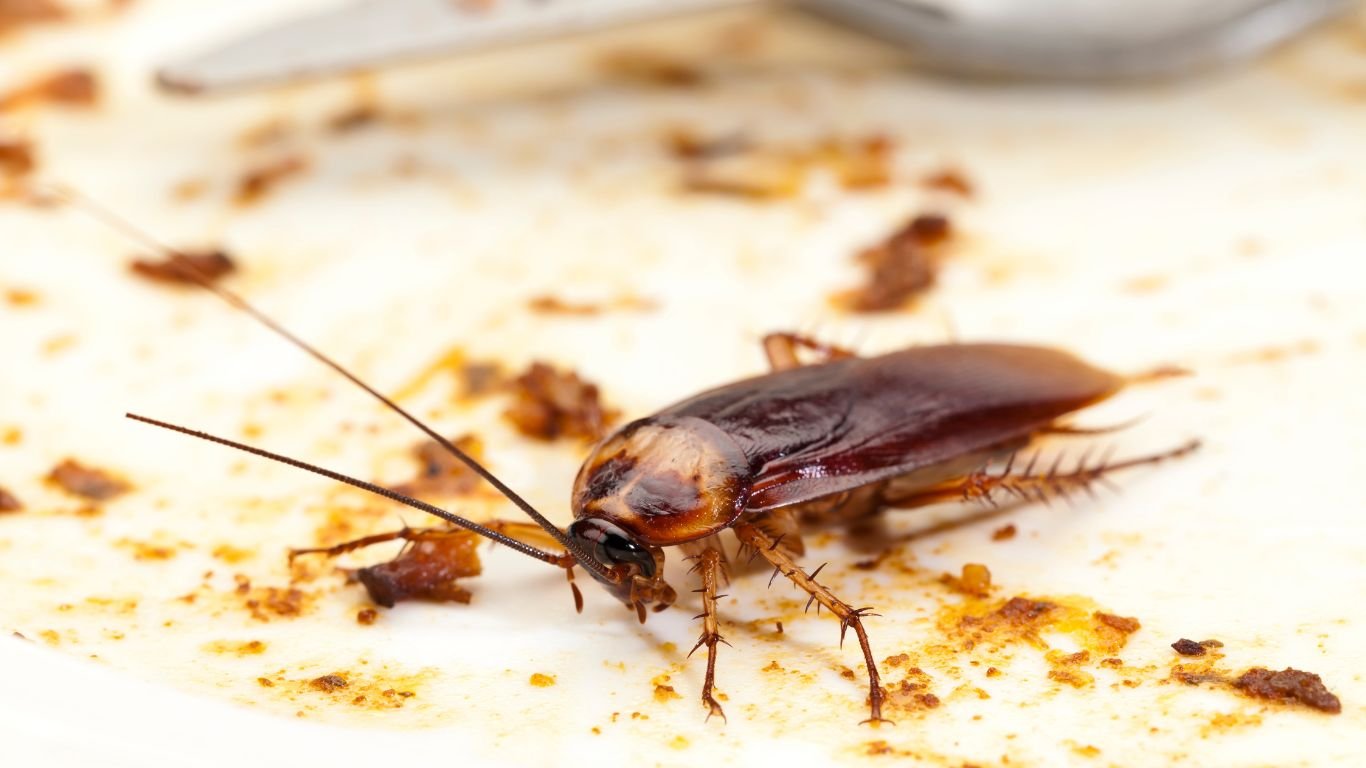 Cockroaches Pest Control in Ajman CockroachesCockroaches Pest Control in Ajman