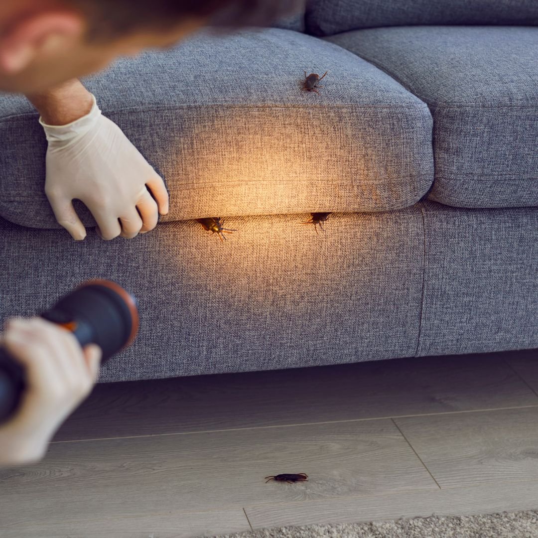 Pest Control for Bedroom Pest Control for Bedroom