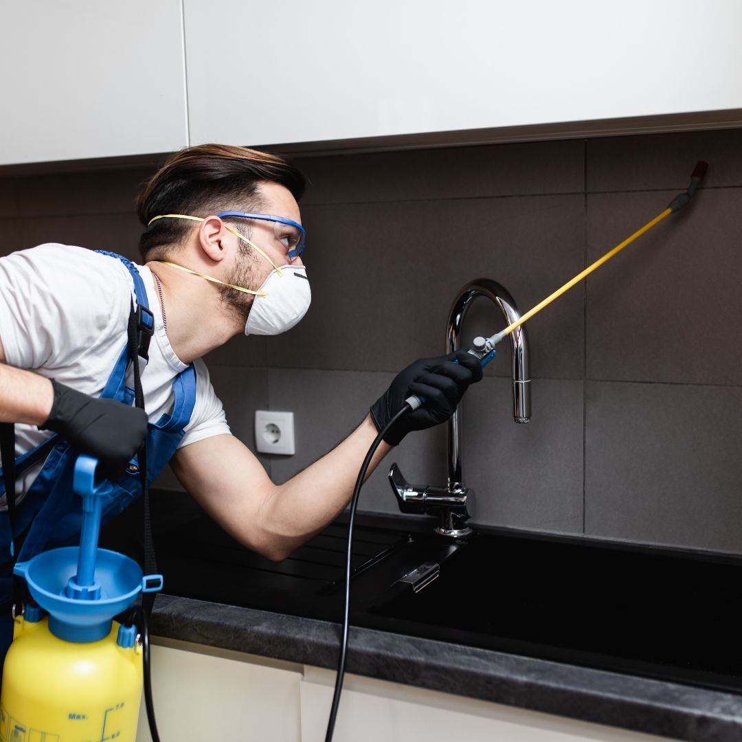 Pest Control for Kitchens Pest Control for Kitchens