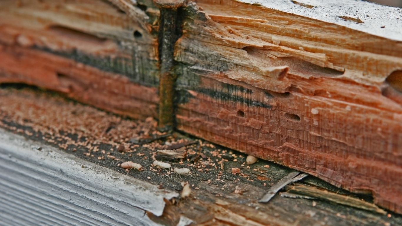 Termites Pest Control in Ajman Pest Control in Sharjah