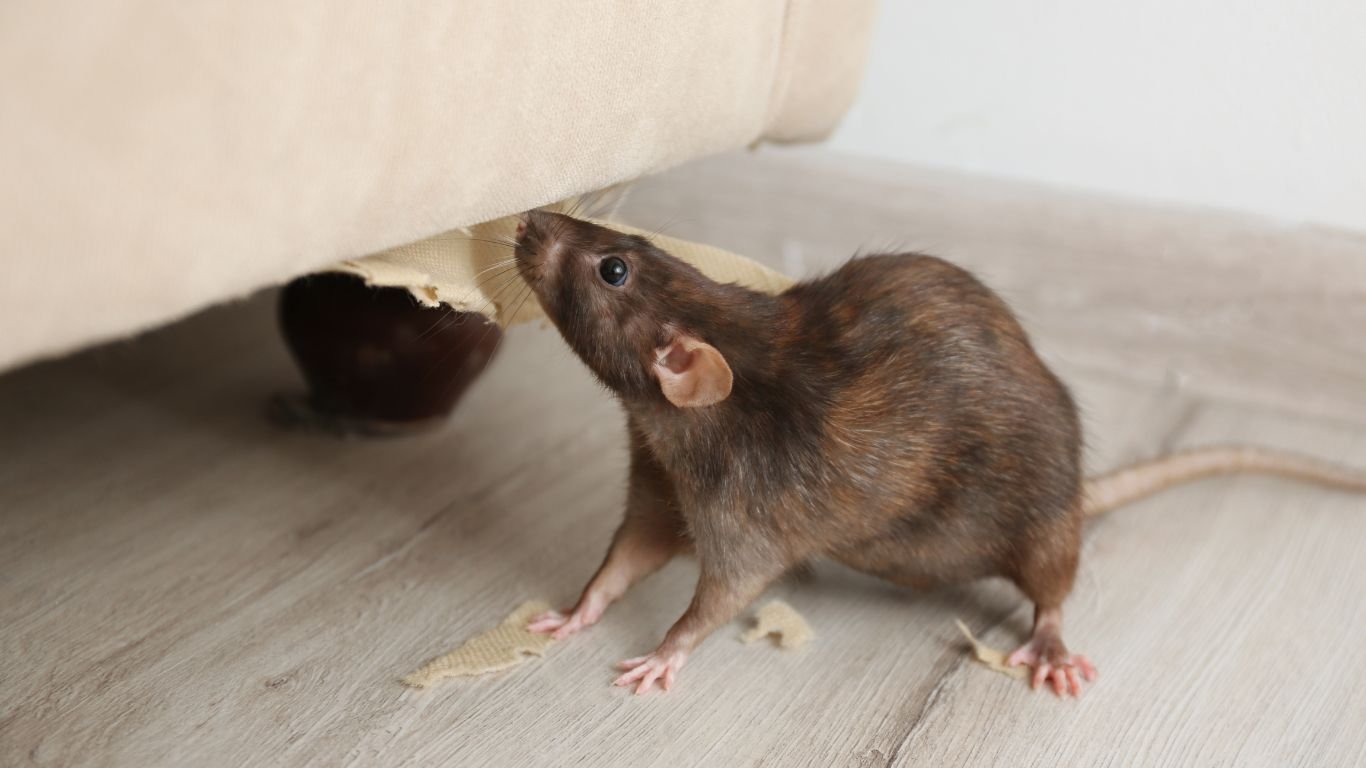 rodents pest control rodents pest control